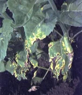 پژمردگی ورتیسیلیومی زیتون